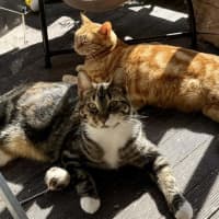 Photo of Marble And Kiki