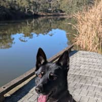 Photo of Black Forest