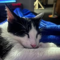 Photo of Badger 