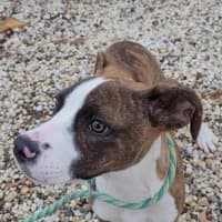 Photo of Lil Lasagna