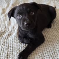 Photo of Fozzie Bear