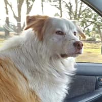 Photo of Indy