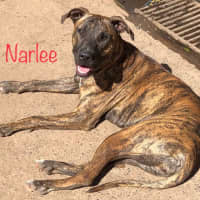 Photo of Narlee