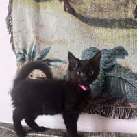 Photo of Lychee