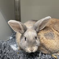 Photo of Cocoa