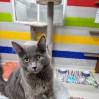 Photo of Smooky