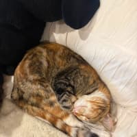 Photo of Juno