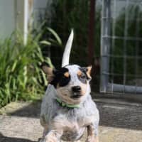 Photo of Jiggle
