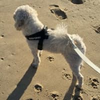 Photo of Buddy