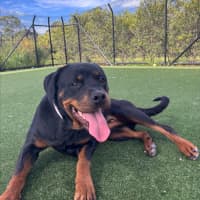 Photo of Moon Imp 29