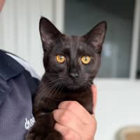 Photo of Flint