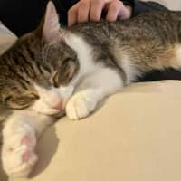 Photo of Zoe *9 Lives Project Rescue*