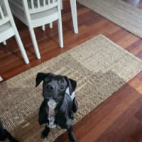 Photo of Coco