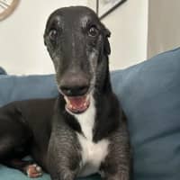 Photo of Aussie, The Greyhound