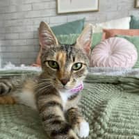 Photo of Willow