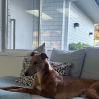 Photo of Gretel, The Greyhound