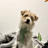 Photo of Daphne 