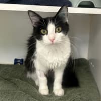 Photo of Pepper