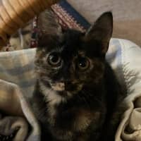 Photo of Tabitha Torti