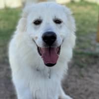 Photo of Buddy