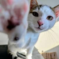 Photo of Nando   In Foster Care In Westmeadows