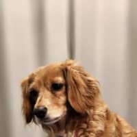 Photo of Rosie   6 Year Old Cavalier X