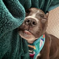 Photo of Lola   10 Week Old Boxer X