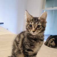 Photo of Olive