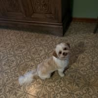 Photo of Brandy   1 Year Old Shih Tzu X