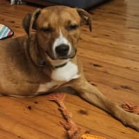 Photo of Croissant   9 Month Old Mixed Breed
