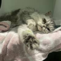 Photo of Melba