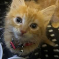 Photo of Matzo   Located In Pakenham