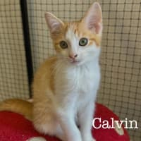 Photo of Calvin