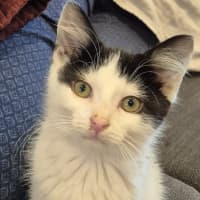 Photo of Jessie *9 Lives Project Rescue*