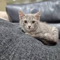 Photo of Boo