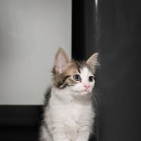 Photo of Tilly