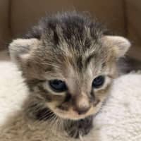 Photo of Remy