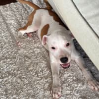 Photo of Charlotte   3 Month Old Staffy X (On Trial)