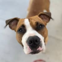 Photo of Mambo