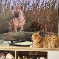 Photo of Claude 🦁🐈