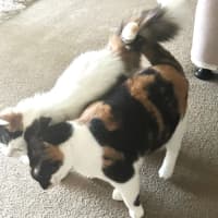 Photo of Rosie & Callie Need Another Chance