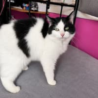 Photo of Hyacinth