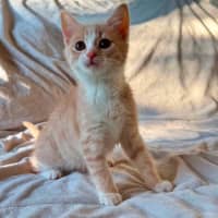 Photo of Madame Mandarine   In Foster Care In Bentleigh