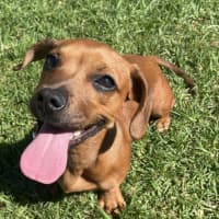 Photo of Ruby