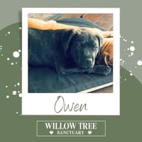 Photo of Owen