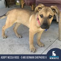 Photo of Nessa Rose   5 Month Old German Shepherd X