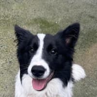 Photo of Oskar