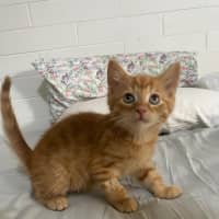 Photo of Hercules   Located In Ashwood