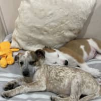 Photo of Yuki   4 Month Old Border Collie X (Trial)