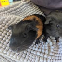 Photo of Thunder & Lightning